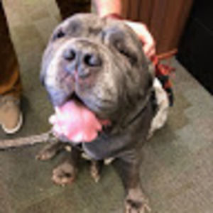 Meet your Posher, Portia